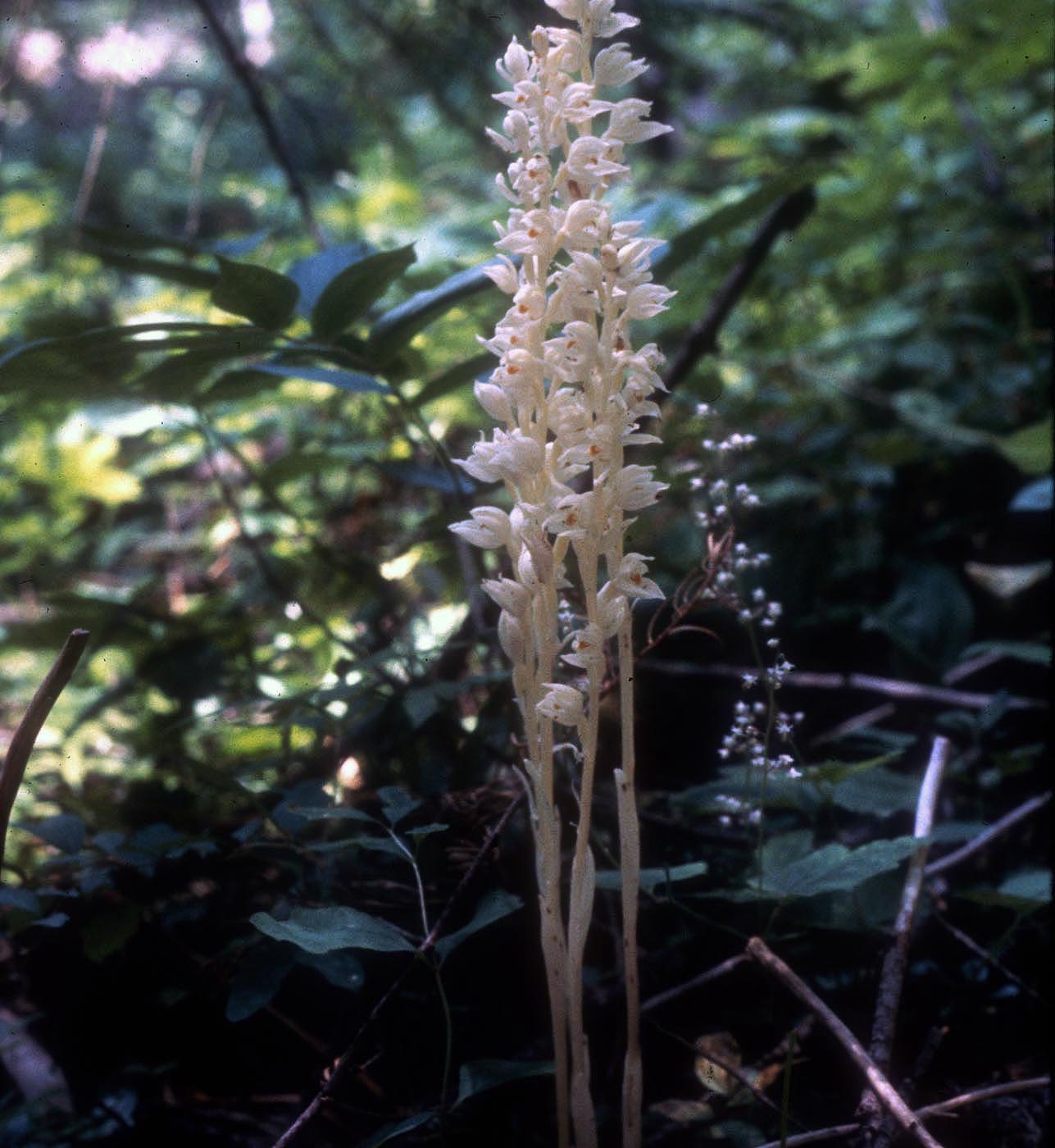 Rainbow Creek eburophyton austinnial snow orchid ret to C. Johnson Greene Jul-1980